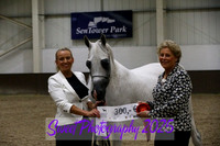 Sunday In-Hand ECAHO Geldings 8-14 yrs