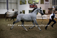 Saturday Geldings Class 19B