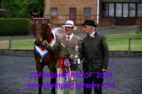 In Hand Senior Part Bred Championship
