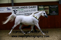 IN-HAND Senior Arabian Championship