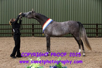 IN-HAND Junior Arabian Championship