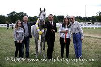 ECAHO Championship Gelding