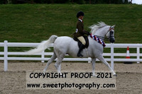BNCh Geldings