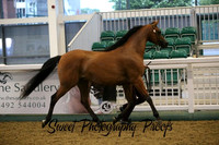 Championship Gelding