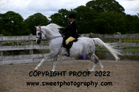 RIDDEN Open Arab Gelding