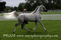 Friday Main Ring Colts 3 yrs