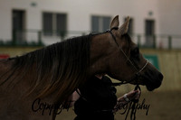 In Hand Mares, Geldings and Stallions PLUS Supreme Champ
