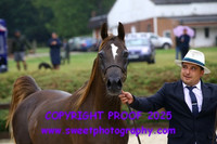 Saturday In-Hand BNC Mares w/foals 15 yrs and over