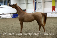 Saturday Fillies 2 Yrs