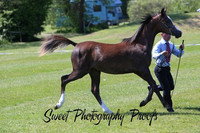 Ring 1 Arabian Colts