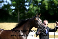 ECAHO Filly 3 yrs