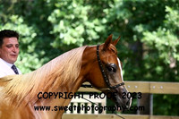 ECAHO Fillies Yearlings