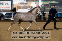 In-Hand Arabian Fillies