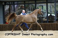 ECAHO Geldings 1 to 3 years