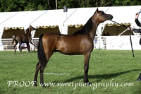 Friday Main Ring Colts Yrlgs B