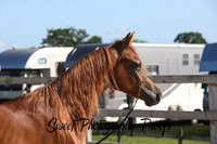 In Hand Geldings