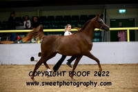 Ring 1 ECAHO Fillies