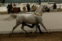 ECAHO Mares