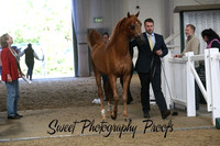 ECAHO 3 yr old Colts