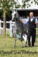 3 Year Old Colts