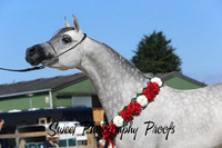 Pure Bred GELDINGS