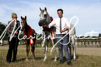 ECAHO Mares and Foal