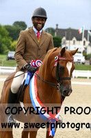 HOYS Stallions