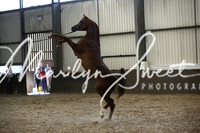 ECAHO Stallions