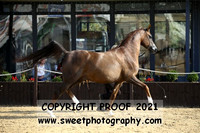 In-Hand Arabians Geldings 4 yrs +