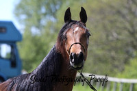 Ring 1 Arabian Fillies
