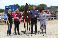 Pure Bred COLTS