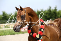 ECAHO Stallions
