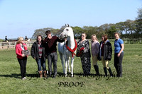 ECAHO Stallions