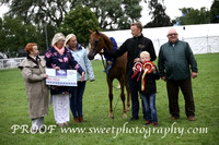 Friday Main Ring Fillies Diamond