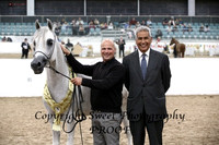 ECAHO Geldings