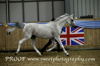 In Hand Geldings