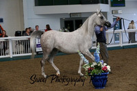 ECAHO Mares