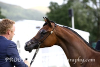 Friday Main Ring Colts Yrlg A
