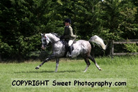 Ridden HOYS Stallions