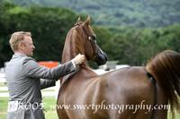 ECAHO Stallions Senior