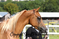 2 yr old Colts