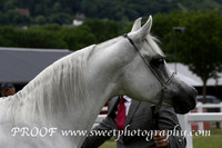 ECAHO Mares Senior