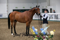 Other In Hand Classes