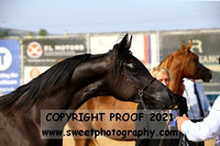 In-Hand Arabians Colts 1 to 3 years