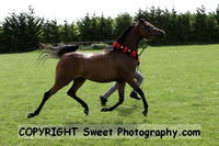 ECAHO Fillies