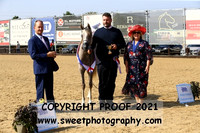 In-Hand Arabians Junior Championship