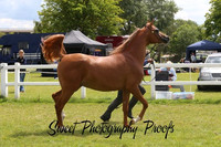 2 Y O Colts