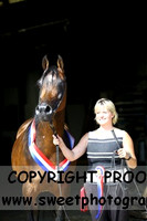 In-Hand Arabians Senior Championship