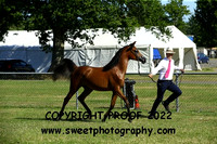 ECAHO Fillies