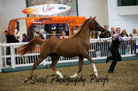 Championship Junior Female